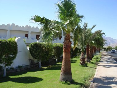 Dahab, Güney Sina, Mısır-Ekim 2014: otel duvarları yakınındaki yolda güzel alçak palmiye ağaçları