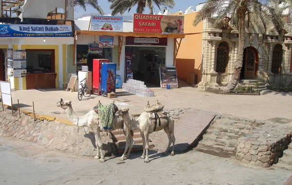 Дахаб Південний Сінай Єгипет Жовтень 2012 Року Два Верблюди Стоять — стокове фото