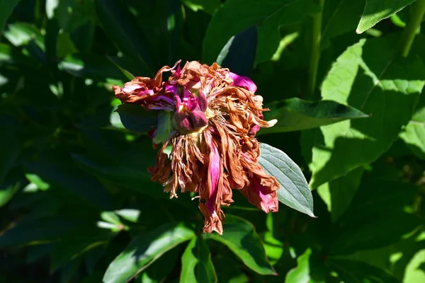 A fading pink peony flower in the garden on a blurry green background. Flaccid, darkening petals. Old age of the flower