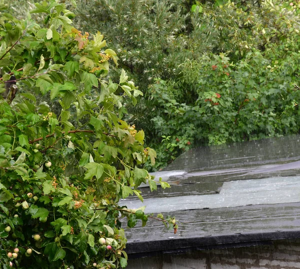 It\'s raining. Wet branches of bushes on a blurry vegetable background and rain jets. Raindrops bounce off the roof, covered with pieces of roofing material. Selective focus