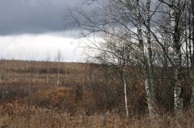 Tarlada huş ağaçları, sonbahar, soğuk