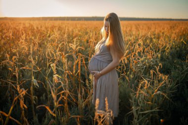 Gün batımında uzun saçlı hamile sarışın kadın. Büyük bir mısır tarlası..