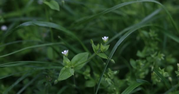 Hierba Verde Las Flores Blancas Balancean Viento Primavera Día Soleado — Vídeos de Stock
