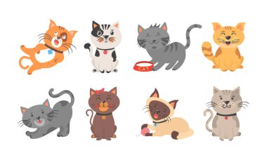 Şirin kedicikler, kedi.