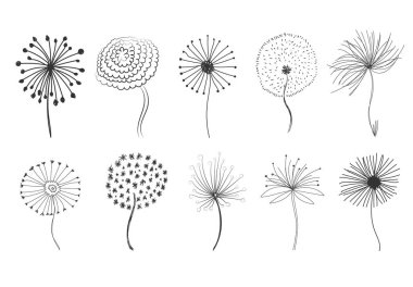 Yumuşak tüylü karahindibalar. 