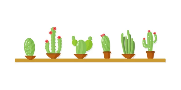 Zakłady kaktusowe — Zdjęcie stockowe