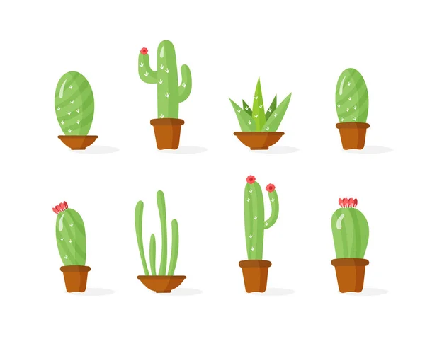 Plantas de cactus —  Fotos de Stock