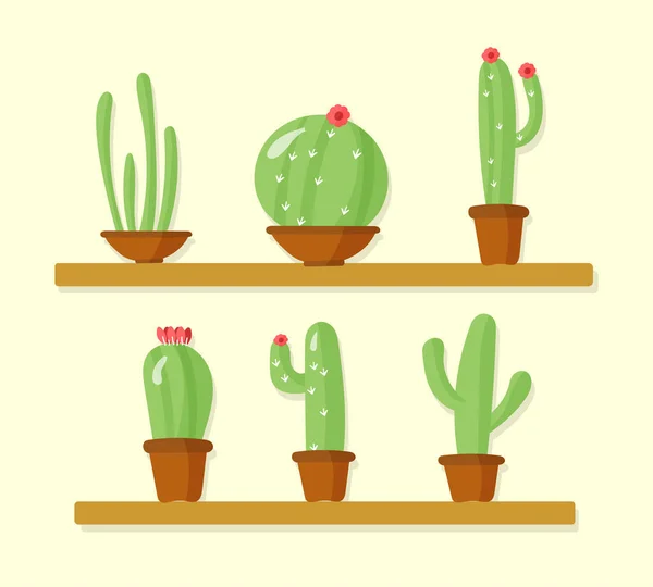 Cactus house plants