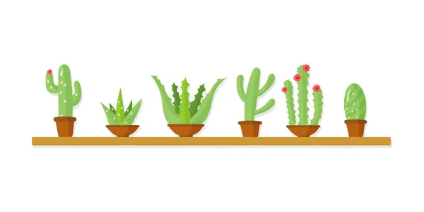 Cactus piante da casa — Foto Stock