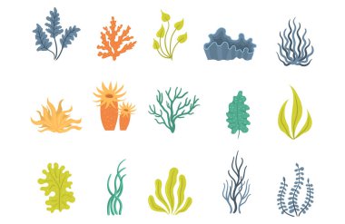 Deniz yosunları, deniz altı bitkileri, deniz kabukları..