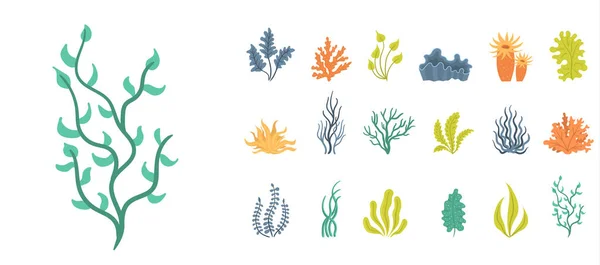Conjunto de algas, plantas marinhas subaquáticas, conchas. — Vetor de Stock