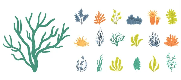 Ensemble d'algues, plantes sous-marines, coquillages. — Image vectorielle