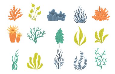 Deniz yosunları, deniz altı bitkileri, deniz kabukları..