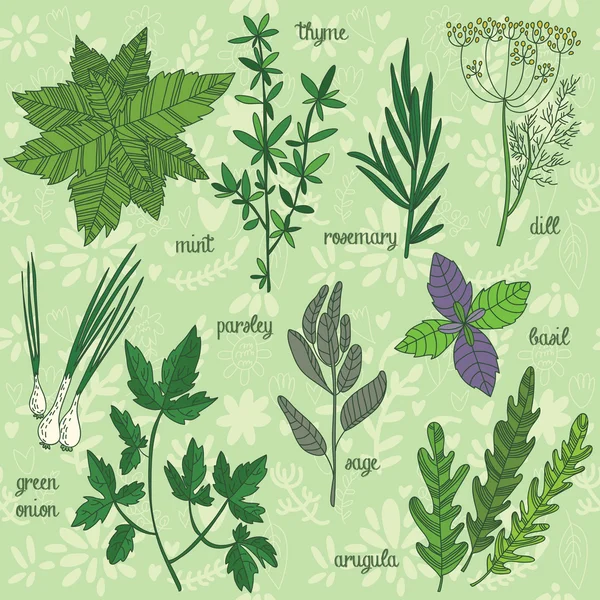 Ensemble d'herbes et d'épices — Image vectorielle