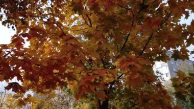 Ağaçlardaki renkli portakal yaprakları. Kapat. sonbahar