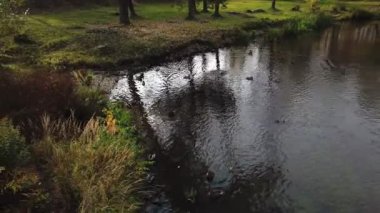 Ördekler sonbaharda şehir nehrinde yüzerler.