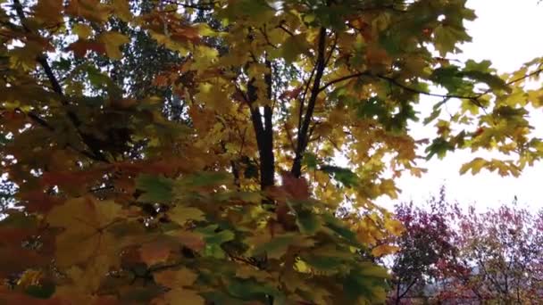 Foglie coloratamente arancioni sugli alberi. vicino. autunno — Video Stock