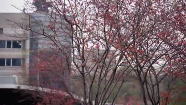 도시 풍경의 배경에 있는 가을의 이국적 인 관목들. — 비디오