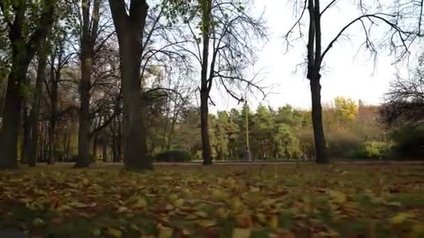 Vicolo parco autunno assolutamente vuoto. macchina fotografica in movimento — Video Stock