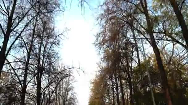 Absolutně prázdná ulička podzimního parku. kamera v pohybu — Stock video
