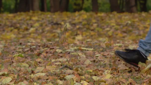 Las piernas de un hombre paseando por el follaje dorado del otoño — Vídeos de Stock