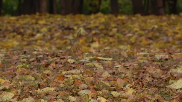 Nohy muže procházejícího se zlatým podzimním listím — Stock video