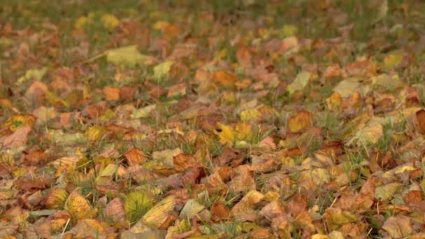 Autumn colorful leaves on the ground. close-up — Stock Video