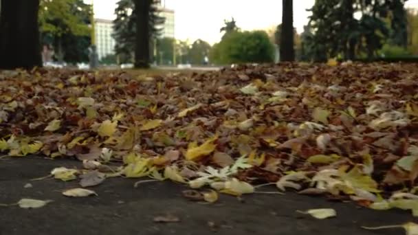 Herfst kleurrijke bladeren op de grond. close-up. poppencamera geschoten — Stockvideo