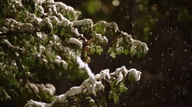 Geceleri güçlü bir kar yağışı sırasında yeşil bir Noel ağacının karla kaplı dalları.