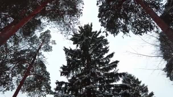 Pinos verdes altos en el bosque de invierno contra el cielo, vista de abajo hacia arriba. cámara dolly disparo — Vídeo de stock