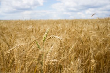 Bir buğday alanında spikelets
