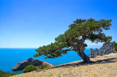Kaya deniz kenarında eski ardıç
