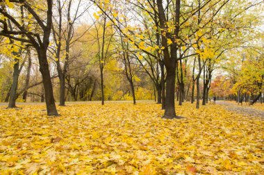 Sonbahar Park sarı yapraklar
