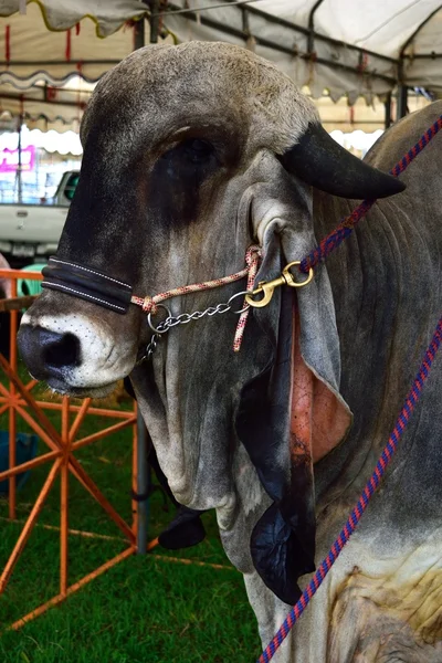 Brahman Cow Cattle Closeup Portrait — Stockfoto