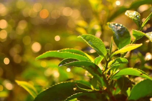 Bud chá verde e folhas frescas . — Fotografia de Stock
