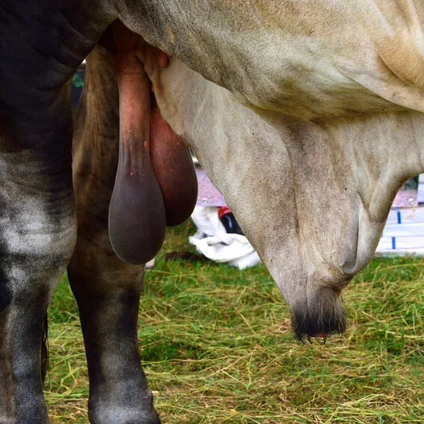 Bovini Genitali Stud in generale . — Foto Stock