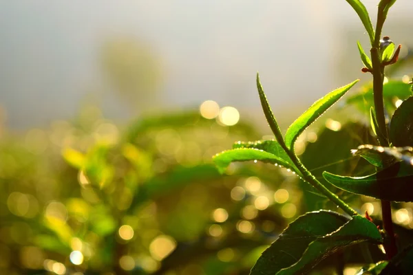 Bud chá verde e folhas frescas . — Fotografia de Stock