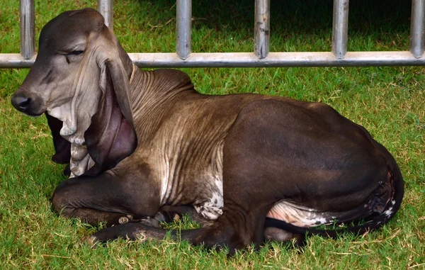 Brahman buzağı 