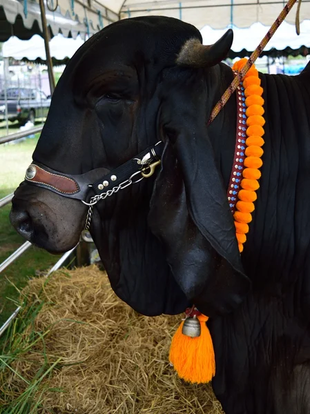 Brahman Cow Cattle Closeup Portrait — Stockfoto