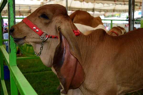 Brahman Cow Cattle Closeup Portrait
