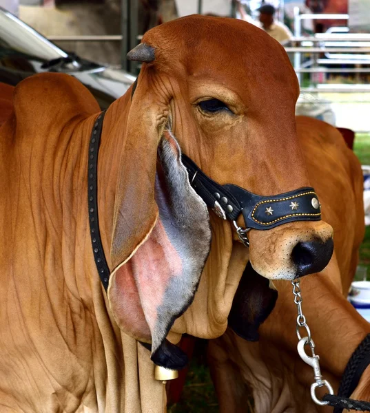 Brahman Cow Cattle Closeup Portrait — Stockfoto