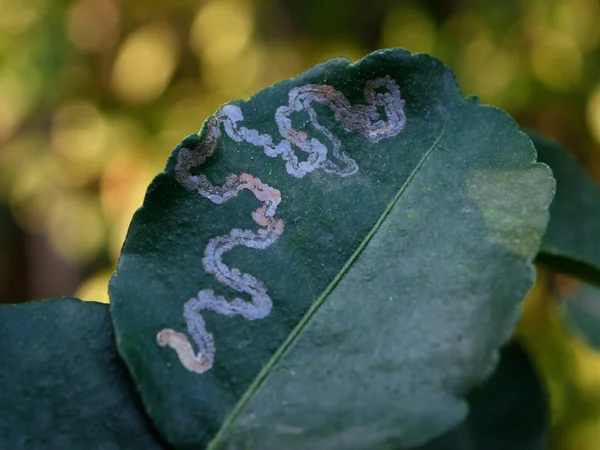 Leafminer hastalıkları