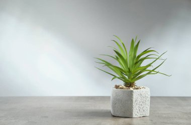 Beton bir tencerede ev bitkisi olan minimalist bir geçmişi var. Beyaz bir duvara karşı gri mermer üzerinde yan görüş. Boşluğu kopyala.