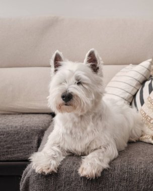 Portre köpeği West Highland White Terrier cinsi. Evcil hayvan beyaz. Yavru köpek gri kanepede yatıyor. Batı mutlu bir şekilde gözlerini kıstı..