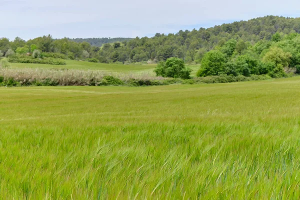 Wheat Field Spring Beautiful Landscape Green Grass Blue Sky Clouds — Stock Photo, Image