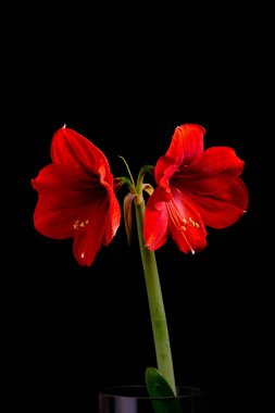 :Siyah arka planda kırmızı çiçek açan Hippeastrum çiçeklerinin dikey çekimi