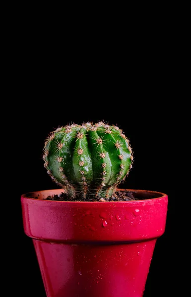 Verticaal Schot Van Een Cactus Een Rode Pot Geïsoleerd Een — Stockfoto