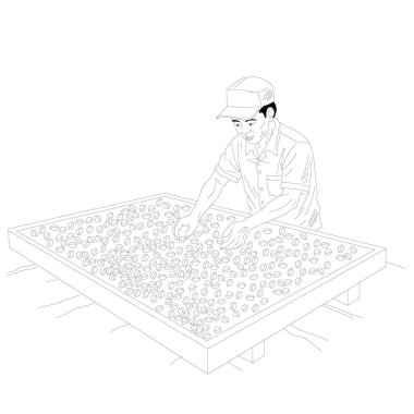 Kurutma Çizgisi Sanatında Kahve Fasulyeleri Sıralayan Adam