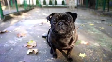 Pug LucyCinemagraph Siyah Pug Yürüyüşte 