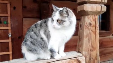 Cat Mimi. Kedi eski evin korkuluklarında oturur. 